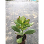 Para Çiçeği Fidanı 10-20 cm