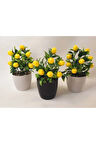Limon Ağacı 3 Lü Set 15 Cm