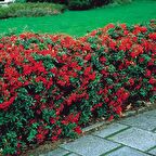 40 Adet Bodur Ateş Dikeni Küçük Tüp Torbalarda 10 cm.