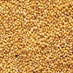 Muhabbet Kuşu Yemi Sade Ak Darı Açık Lüx 25 kg