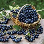 10 adet Nero Aronia Berry Fidanı Paketi