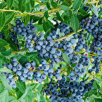 Yaban Mersini – Canlı Saksılı Meyve Veren Fidan 40-70cm (Blueberry / Bahçeye Uygun / Lezzetli Meyve)