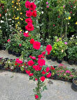 Sarmaşık Kırmızı Gül – Canlı Saksılı Tırmanıcı Gül Fidanı 50-90cm (Gösterişli / Bahçeye Uygun)