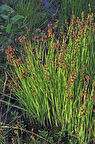 Juncus Acutus Keskin Uçlu Saz Fidanı 1-2 Yaş Tüplü
