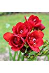 4 Adet Kırmızı Frezya Çiçeği ( Freesia ) Soğanı Mis Kokulu Katmerli 