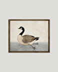 Yüzen Ördek Çerçeveli Poster