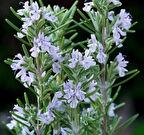 Biberiye fidesi 50 adet