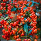 Bodur Ateş Dikeni Saksılı 40-60 Cm