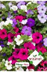 Süs Bitki Petunya Çiçek Tohumu