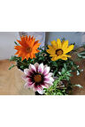 3 Adet Gazanya Çiçeği (GÜNEŞ ÇİÇEĞİ) - Canlı Renkli Bahçe Ve Balkon Bitkisi