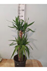 Yuka Iç Mekan Bitkisi (SPİNELESS YUCCA, YUCCA GİGANTEA) - Düşük Bakımlı, Güneşi Seven Bitki
