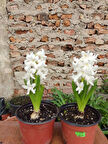 2 Adet mis Kokulu  Ortak Hyacint (Hyacinthus orientalis) - (2 Adet)