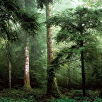 UGEPA HORIZONS FRANSIZ DUVAR KAĞIDI L59604 (BORDÜR) (5m2)