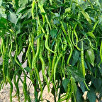 Geleneksel Ata Tohumları Acı Kıl Biberi Tohumu (70 adet)