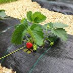 5,2x10 metre SULZER KUMAŞ SERA TABAN ÖRTÜSÜ JÜT BLUEBERRY PEYZAJ UYGULAMA ÖRTÜSÜ MULCH NAYLONU ÇİLEK MALÇ