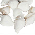 Strombus Canarium Beyaz Kiloluk Deniz Kabuğu (1 KG)