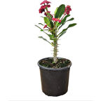 Efhorbia-Dikenler Tacı Çiçeği Fidanı Kırmızı 10-20 cm