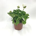 Sardunya Çiçeği Fidanı Fidesi Beyaz 10-20 Cm