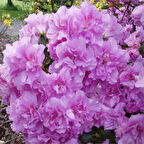 Mor Çiçekli Açelya Fidanı "Elsie Lee" 1-2 Yaş Arası Tüplü