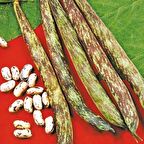 TohumBaba Fasulye Tohumu Çillikız Pakette 15 Adet Tohum