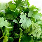 TohumBaba Maydanoz Tohumu Pakette 100 Adet Tohum