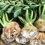 TohumBaba Kereviz Tohumu Pakette 100 Adet Tohum