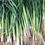 TohumBaba Pırasa Tohumu Pakette 100 Adet Tohum