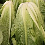 TohumBaba Marul Tohumu Pakette 100 Adet Tohum