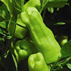 TohumBaba Biber Tohumu (Üç Burun Tatlı) Pakette 25 Adet Tohum