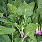 TohumBaba Ispanak Tohumu Pakette 100 Adet Tohum