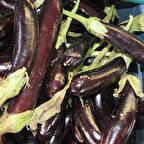 TohumBaba Patlıcan Tohumu Uzun Pakette 15 Ad25 Tohum