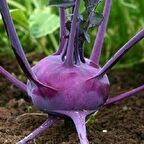 TohumBaba Alabaş Tohumu Mor Pakette 15 Adet Tohum