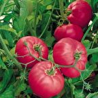 TohumBaba Domates s Tohum Pembe Yerli Pakette 20 Adet Tohum