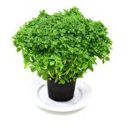 TohumBaba Fesleğen Tohumu (Top Fesleğen) Pakette 30 Adet Tohum