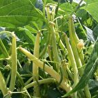 TohumBaba Fasulye Tohumu (Turşuluk) Pakette 15 Adet Tohum