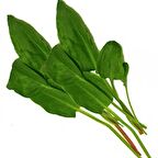 TohumBaba Kuzu Kulağı Tohumu Pakette 100 Adet Tohum