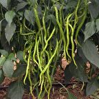 TohumBaba Biber Tohumu Tatlı Kıl Pakette 20 Adet Tohum