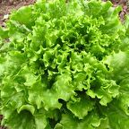 TohumBaba Marul Tohumu Yerli (Kıvırcık) Pakette 100 Adet Tohum