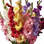 2 Adet Karışık Glayör Swan Gladiolus Çiçeği Soğanı
