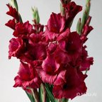 2 Adet Bordo Glayöl Swan Gladiolus Çiçeği Soğanı