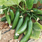 Heybe Dolduran Oturak F1  Hıyar Tohumu (10 tohum)