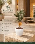 Zeytin Bonsai Ağacı Beyaz Beton Saksıda Canlı Bonsai İç Mekan Dekoratif Bitki El Yapımı Saksılı