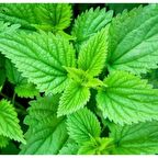 Simagro Tohum Isırgan Otu 100 Adet Tohum