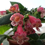 Koleksiyonluk Lys Freckles Beauty Kohleria Çiçeği Fidesii (Mini Potta)