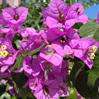 2 Yaş Ada Begonvili Fidanı