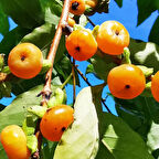 Tüplü Nadir Date Plum Yüksek Aromalı Mini Meyveli Bebek Trabzon Hurması Fidanı