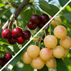 3 Yaş Aşılı Napolyon ve Starksgold Kiraz Fidanı Paketi - Hobi Bahçelerine Özel