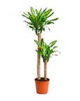 2 Gövdeli Dracaena Massengena Bitkisi 130-150cm