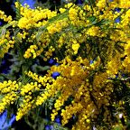 2 Yaş Mimoza Ağacı Fidanı - Gümüşi akasya (Acacia dealbata)