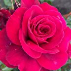 Tüplüri Katlı Kokulu Santa Monica Yediveren Gül Fidanı